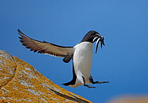 Razorbill (Alca torda) landing on rock carrying fish, Saltee Islands, County Wexford, Republic of Ireland, June 2009