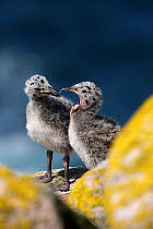Two Greater black backed gull (Larus marinus) chicks, Saltee Islands, County Wexford, Republic of Ireland, June 2009