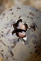 Greater black backed gull (Larus marinus) egg hatching, Saltee Islands, County Wexford, Republic of Ireland, June 2009. WWE INDOOR EXHIBITION Wild Wonders kids book.