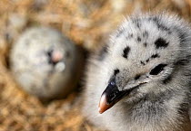 Greater black backed gull (Larus marinus) chick near a hatching egg, Saltee Islands, County Wexford, Republic of Ireland, June 2009