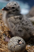 Greater black backed gull (Larus marinus) egg hatching near a chick, Saltee Islands, County Wexford, Republic of Ireland, June 2009