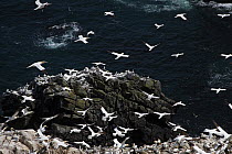 Northern gannets (Morus bassanus) colony, Saltee Islands, County Wexford, Republic of Ireland, June 2009