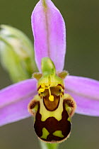 Bee orchid (Ophyrus apifera) flower, Burren National Park, County Clare, Republic of Ireland, June 2009