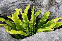 Hart's tongue fern (Asplenium scolopendrium) growing between rocks, Burren National Park, County Clare, Republic of Ireland, June 2009