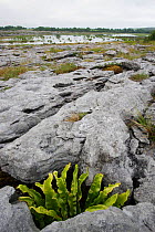 Hart's tongue fern (Asplenium scolopendrium) growing between rocks, Burren National Park, County Clare, Republic of Ireland, June.