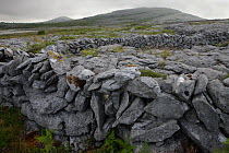 Karst Landscape, Burren National Park, County Clare, Republic of Ireland, June 2009