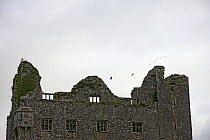 Ruined house with birds flying past, The Burren, County Clare, Republic of Ireland, June 2009