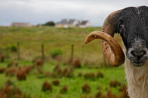 Sheep, Bloody Foreland, County Donegal, Republic of Ireland, June 2009
