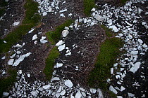 Vegetationand rocks on the rugged coast, Tory Island, County Donegal, Republic of Ireland, June 2009