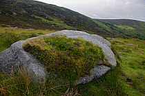 Large rock in landscape, Wicklow Mountains National Park, County Wicklow, Republic of Ireland, June 2009