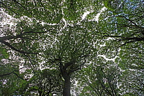 View looking up into Oak (Quercus sp) canopy, Glendalough valley, County Wicklow, Republic of Ireland, June 2009