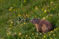 Alpine marmot (Marmota marmota) sitting on grass amongst flowers, Liechtenstein, June 2009