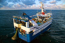 "Harvester" taking a good catch of Haddock onboard. North Sea, January 2010.