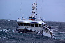 Fishing vessel "Harvester" in swell, North Sea, January 2010.
