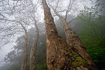 Plane trees (Platanus sp) in mist, Ribeiro Frio area, Madeira, March 2009