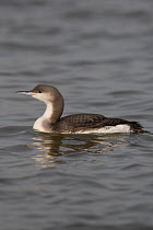 Black throated diver (Gavia arctica) on water, Oulton Broad, Suffolk, England, February