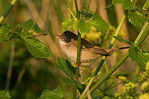 Whitethroat (Sylvia communis) perched on plant, Cley NWT, Norfolk, England, May