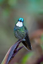 Male White-throated mountain-gem (Lampornis castaneoventris) perched on plant, Costa Rica, March