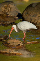 White ibis (Eudocimus albus) feeding, Costa Rica, March