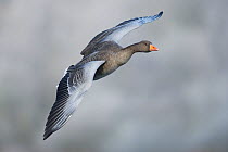 Greylag goose (Anser anser) in flight, Whitlingham CP, Norfolk, January
