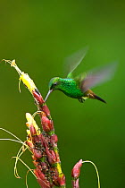 Copper rumped hummingbird (Amazilia / Saucerottia tobaci) feeding, Trinidad, April