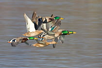Mallard ducks (Anas platyrhynchos) in flight over water, Whitlingham CP, Norfolk, England, February
