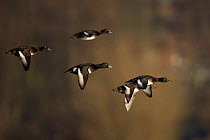 Tufted ducks (Aythya fuligula) in flight, Whitlingham CP, Norfolk, England, January