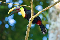 Black mandibled / Yellow-throated toucan (Ramphastos ambiguus) perched in tree, Costa Rica, March