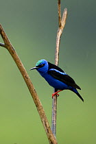 Red legged honeycreeper (Cyanerpes cyaneus) perched on branch, Trinidad, April