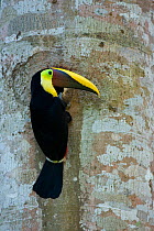 Black mandibled / Yellow-throated toucan (Ramphastos ambiguus) on tree trunk, Costa Rica, March