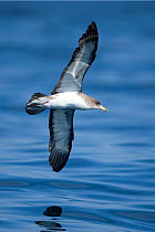 Cory's shearwater (Calonectris diomedea borealis) in flight over water, Portugal, October