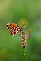 Lesser marbled fritillary (Brenthis ino) on Plantain (Plantago sp) seed head, Hautes-Pyrenees, France, June