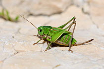 Wartbiter bush cricket (Decticus verrucivorus) Vercors, France, July