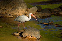 White ibis (Eudocimus albus) in river, Costa Rica, March