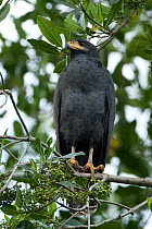 Mangrove black hawk (Buteogallus subtilis) on branch, Costa Rica, March