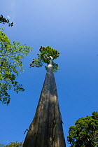Montezuma oropendola (Psarocolius / Gymnostinops montezuma) nests at the top of a very tall tree, Costa Rica, March