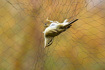 Yellow-browed warbler (Phylloscopus inornatus) caught in net, Holme, Norfolk, England, November