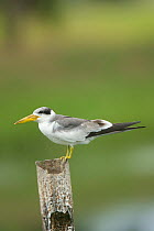 Large billed tern (Phaetusa simplex) on post, Trinidad, April
