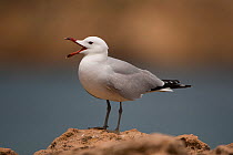 Audouin's gull (Ichthyaetus audouinii) on rock calling, Menorca, Spain, May