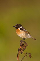 Stonechat (Saxicola torquata) perched on top of dried plant, Son Bou, Menorca, Spain, May