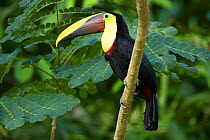 Black mandibled / Yellow-throated toucan (Ramphastos ambiguus) on branch, Costa Rica, March