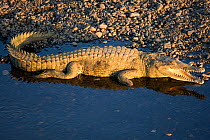 Central American crocodile (Crocodylus acutus) in shallow water with mouth open, Costa Rica, March