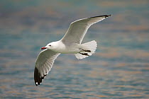 Audouin's gull (Ichthyaetus audouinii) in flight, Menorca, Spain, May
