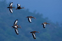 Seven Black bellied whistling ducks (Dendrocygna autumnalis) in flight, Costa Rica, March