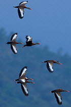 Seven Black-bellied whistling-ducks (Dendrocygna autumnalis) in flight, Costa Rica, March