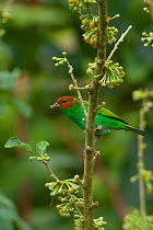 Bay-headed tanager (Tangara gyrola) with berry in beak, Trinidad, April