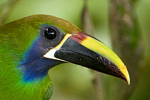 Blue throated toucanet (Aulacorhynchus prasinus caeruleogularis) portrait, Costa Rica, March