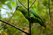 Mealy Amazon parrot (Amazona farinosa) on branch, Costa Rica, March