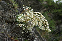 Pyrenean saxifrage (Saxifraga longifolia) in flower, Vallee d'Ossoue, Pyrenees, France, July