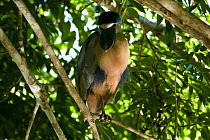Boat-billed heron (Cochlearius cochlearius) on branch, Costa Rica, March